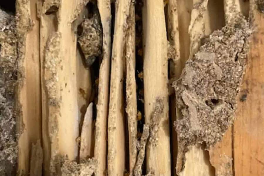 Josh Haskell, Author at Tempco Pest Control, Inc.