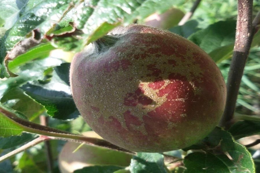 Apple Russeting Important Causes and Management TF