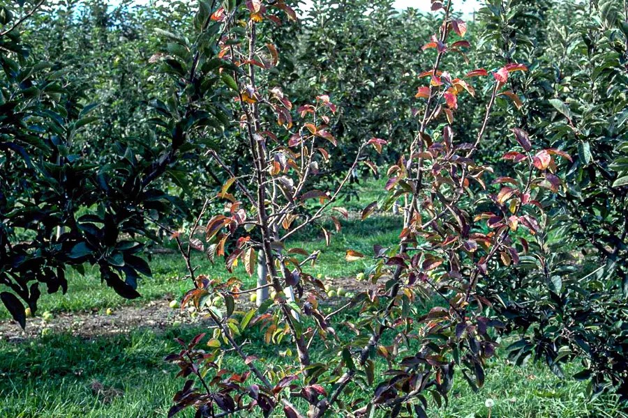 Root Rot in Apple Trees Causes, Symptoms and Management