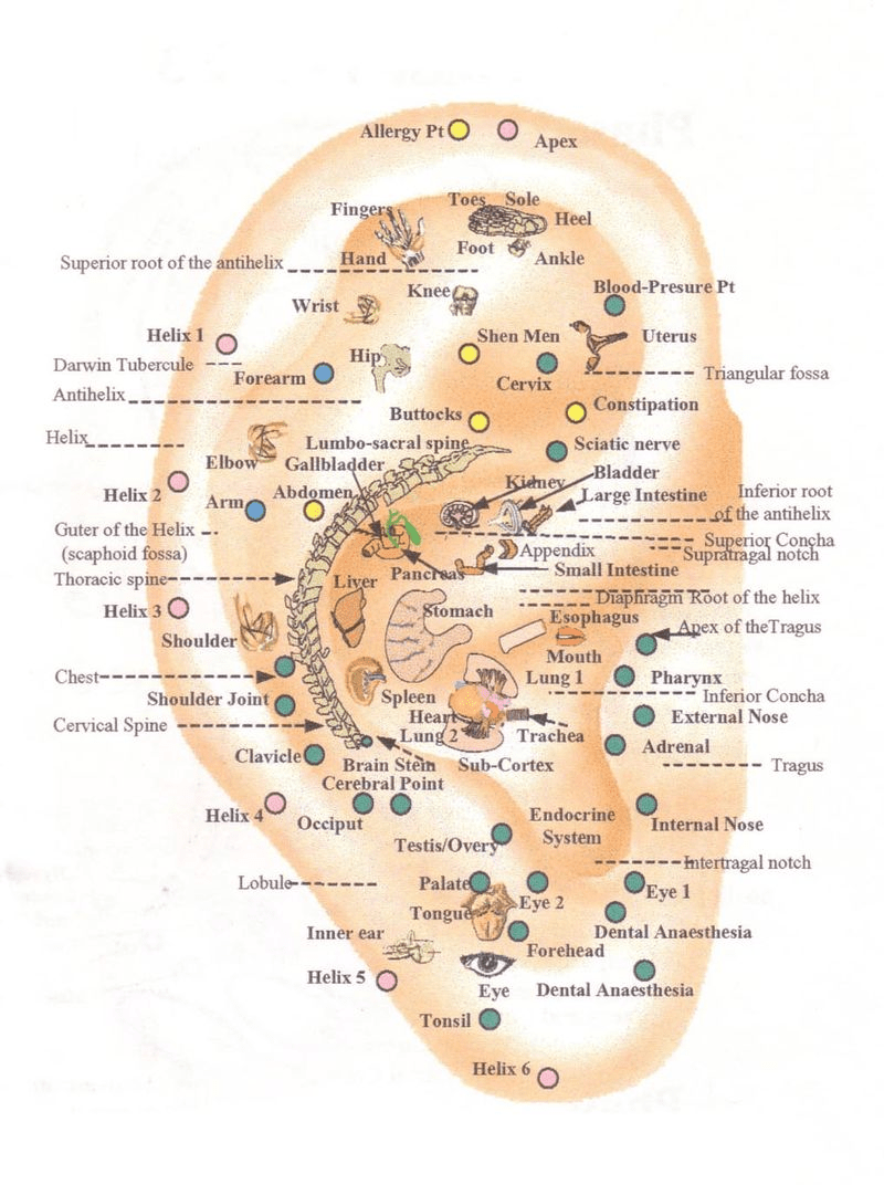 Auricular Beads » Temple Acupuncture and Wellness Madalina Mateescu