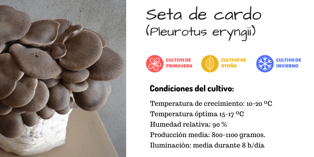Cómo cultivar setas de cardo negro en casa Temycor