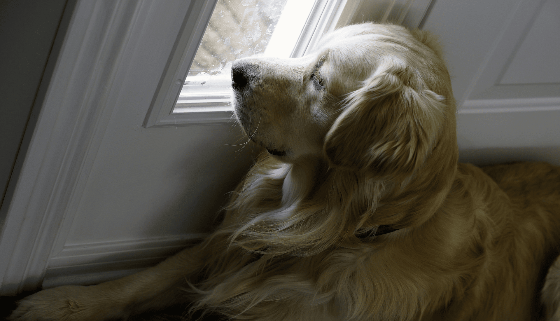 Does Your Dog Suffer with Anxiety? Tenderfoot Natural Dog Training