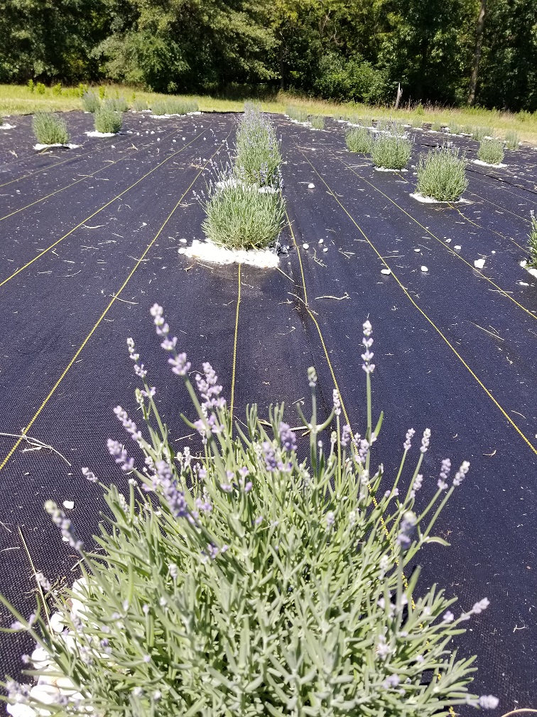 Fresh lavender will be available this week 8/4/2017 Tenderloin Farms