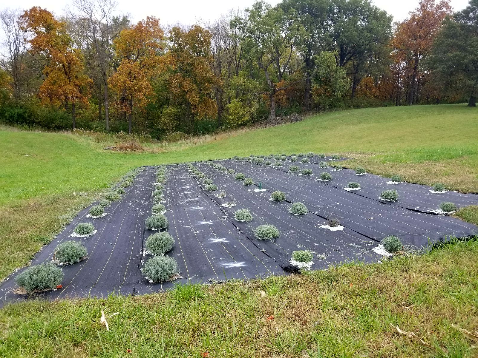 Tenderloin Farms Lavender all pruned Tenderloin Farms
