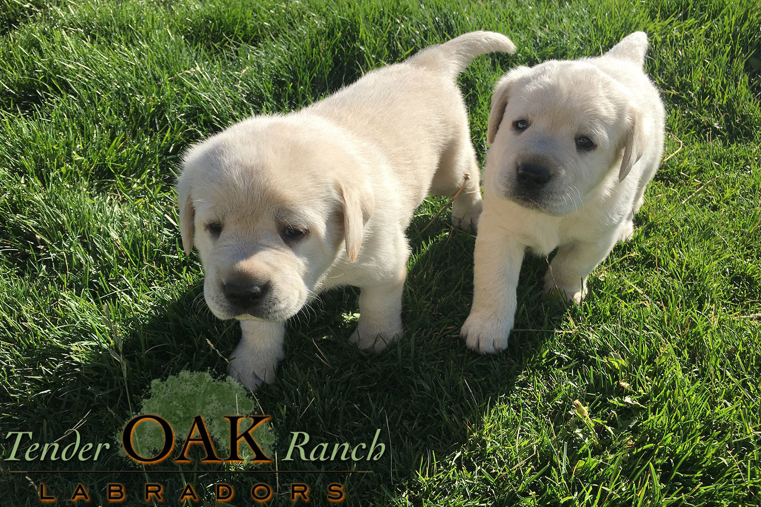 Yellow Lab Puppies in San Diego Labrador Retriever Puppies