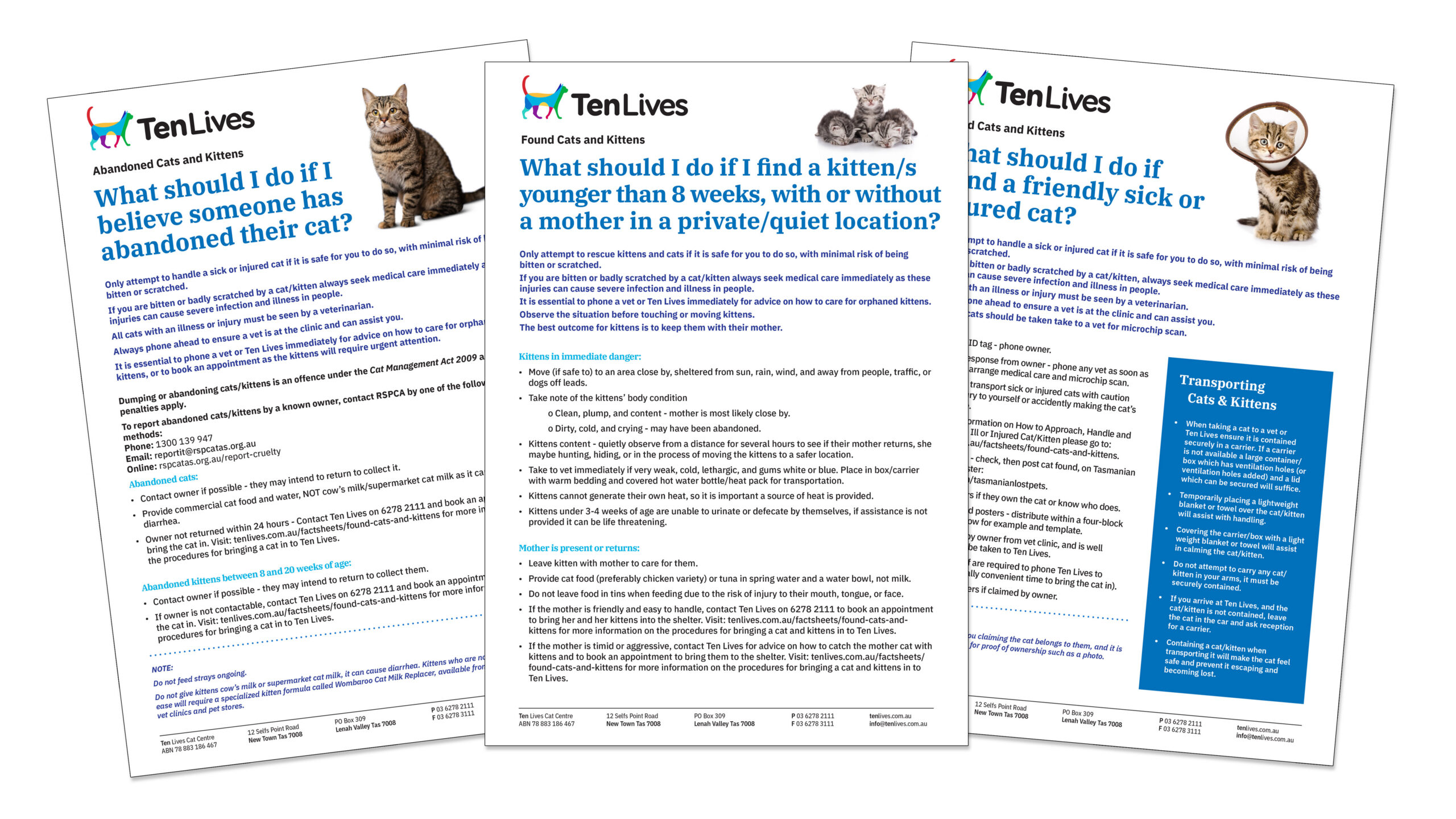 Found Cats and Kittens Ten Lives