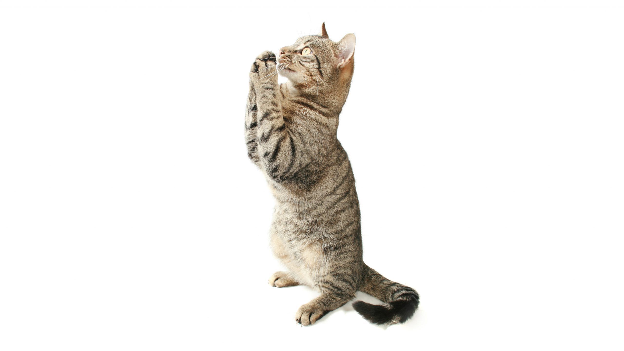 Problem Solving Tips on Training Cats Ten Lives