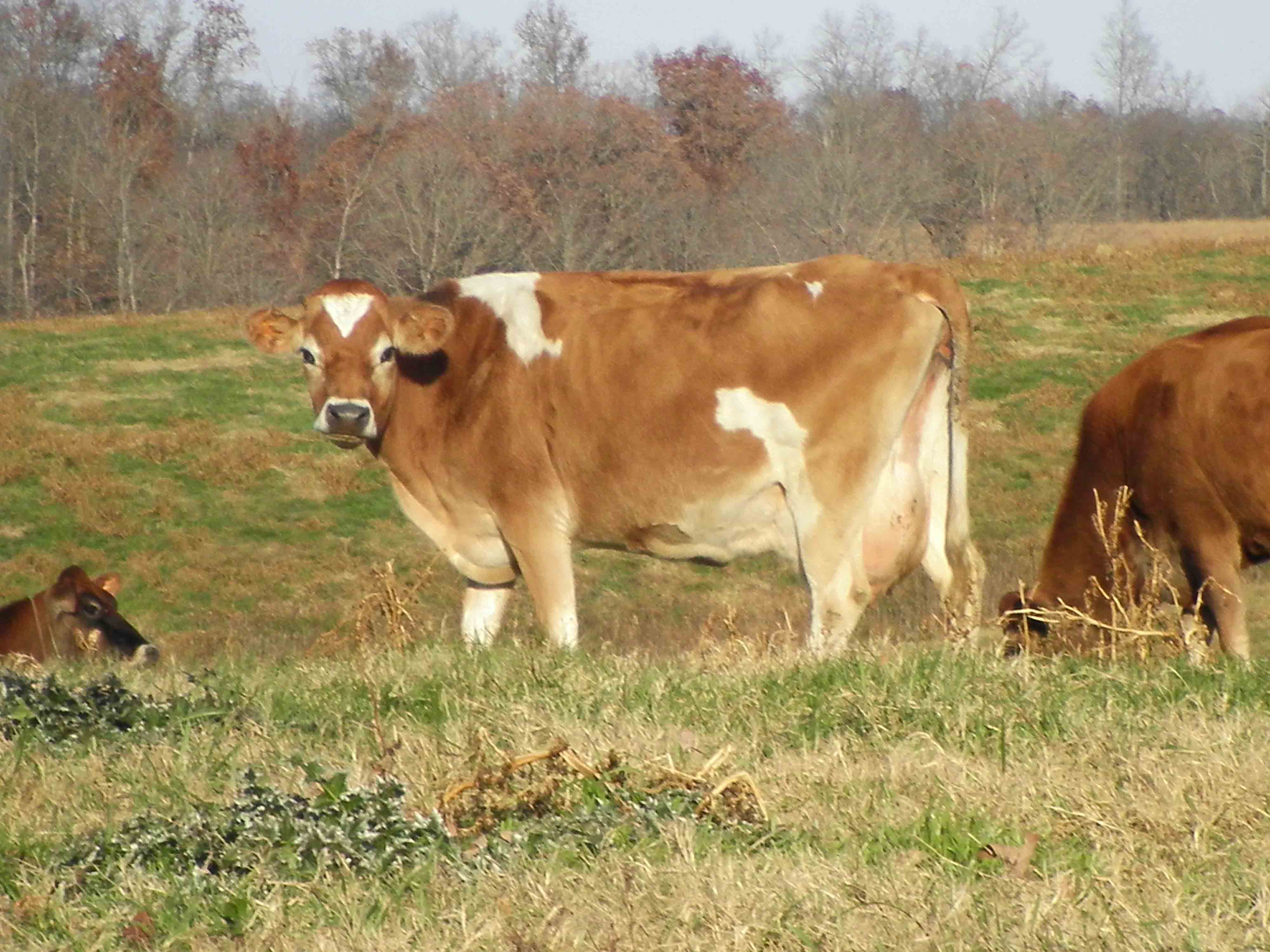 How Long Should My Raw Milk Last? Tennesseans For Raw Milk