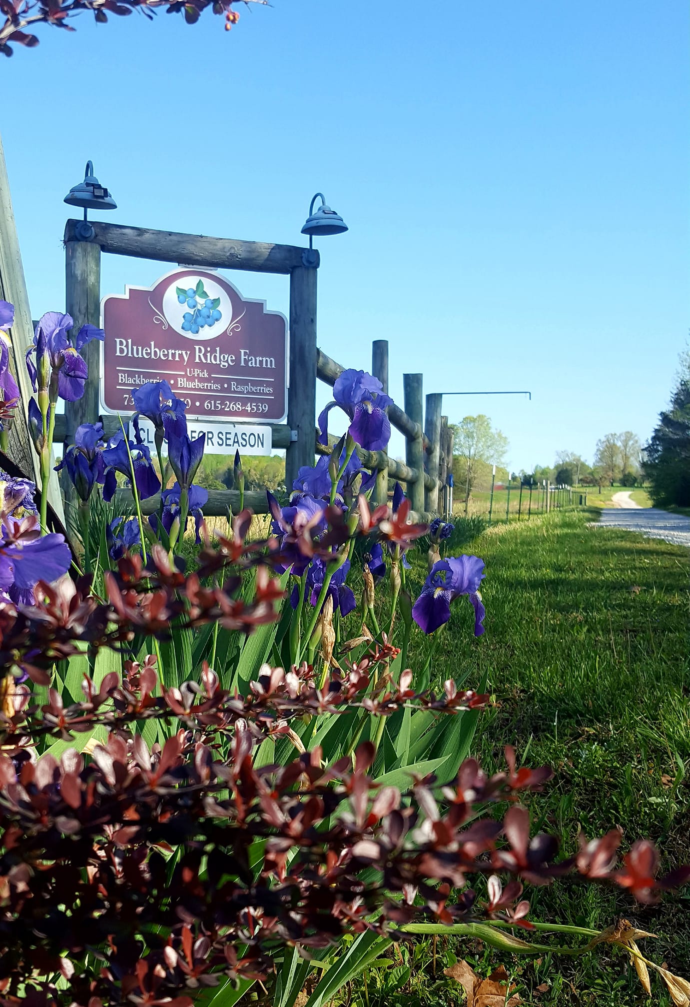 Blueberry Ridge Farm TN Tennessee Agritourism Association
