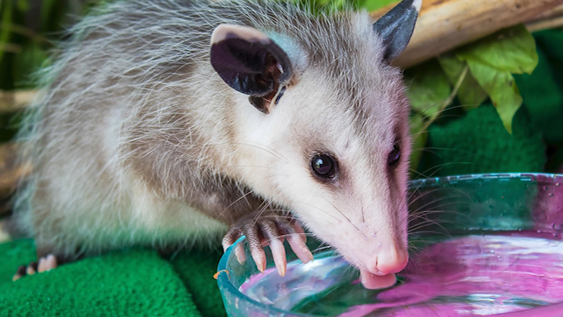 Walden's Puddle Tennessee Crossroads NPT