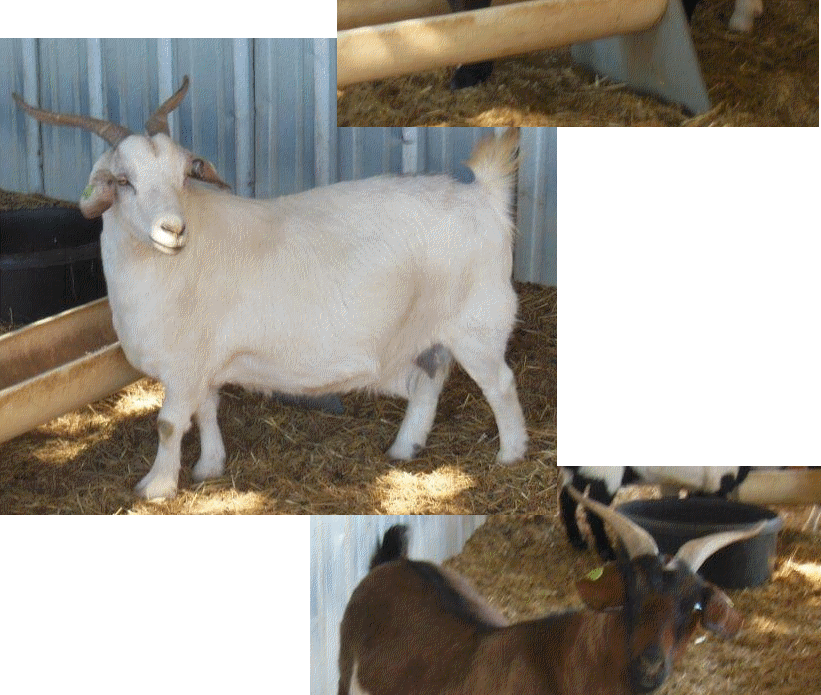 Meat Goat Mania February 2016