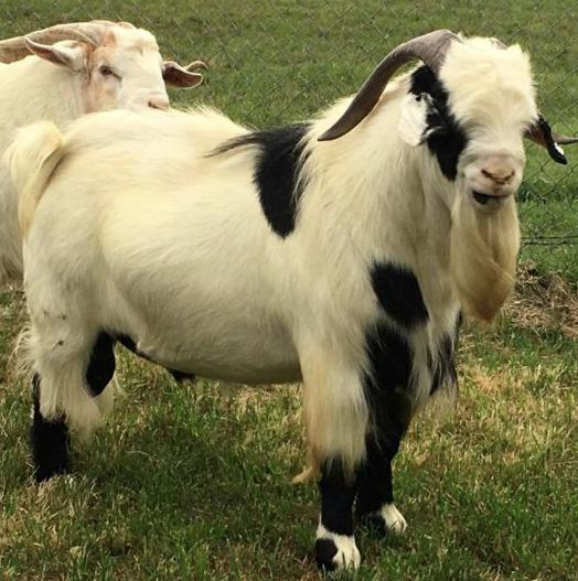 Meat Goat Mania November 2016