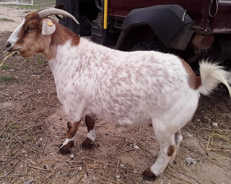 Meat Goat Mania September 2022 p.2