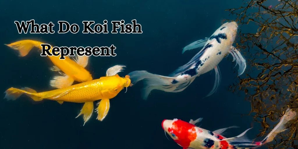 What Do Koi Fish Represent