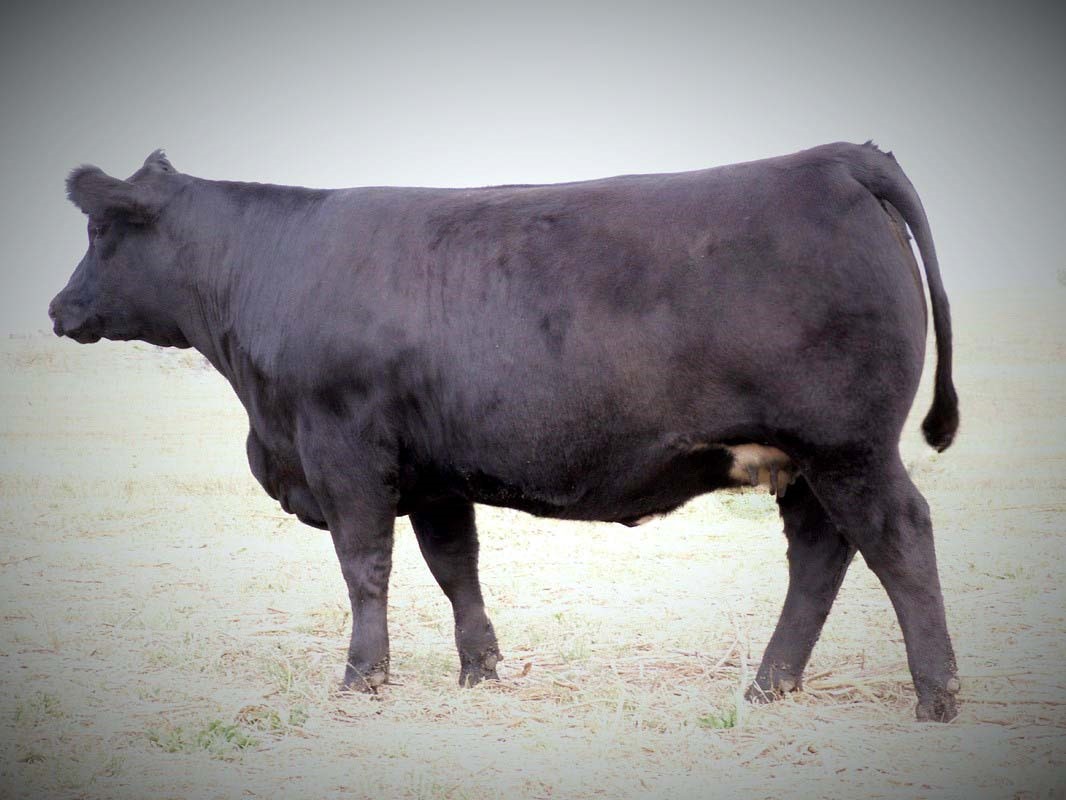 Cross Breeding TenRose International Simmental