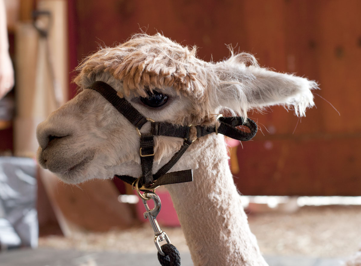 Alpaca Shearing, Tenspeed Hero West — Tenspeed Hero