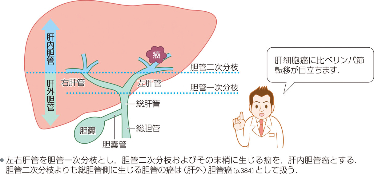 原発性胆汁性胆管炎（PBC）と原発性硬化性胆管炎（PSC）の違い・覚え方 薬剤師医学生の日々研鑽