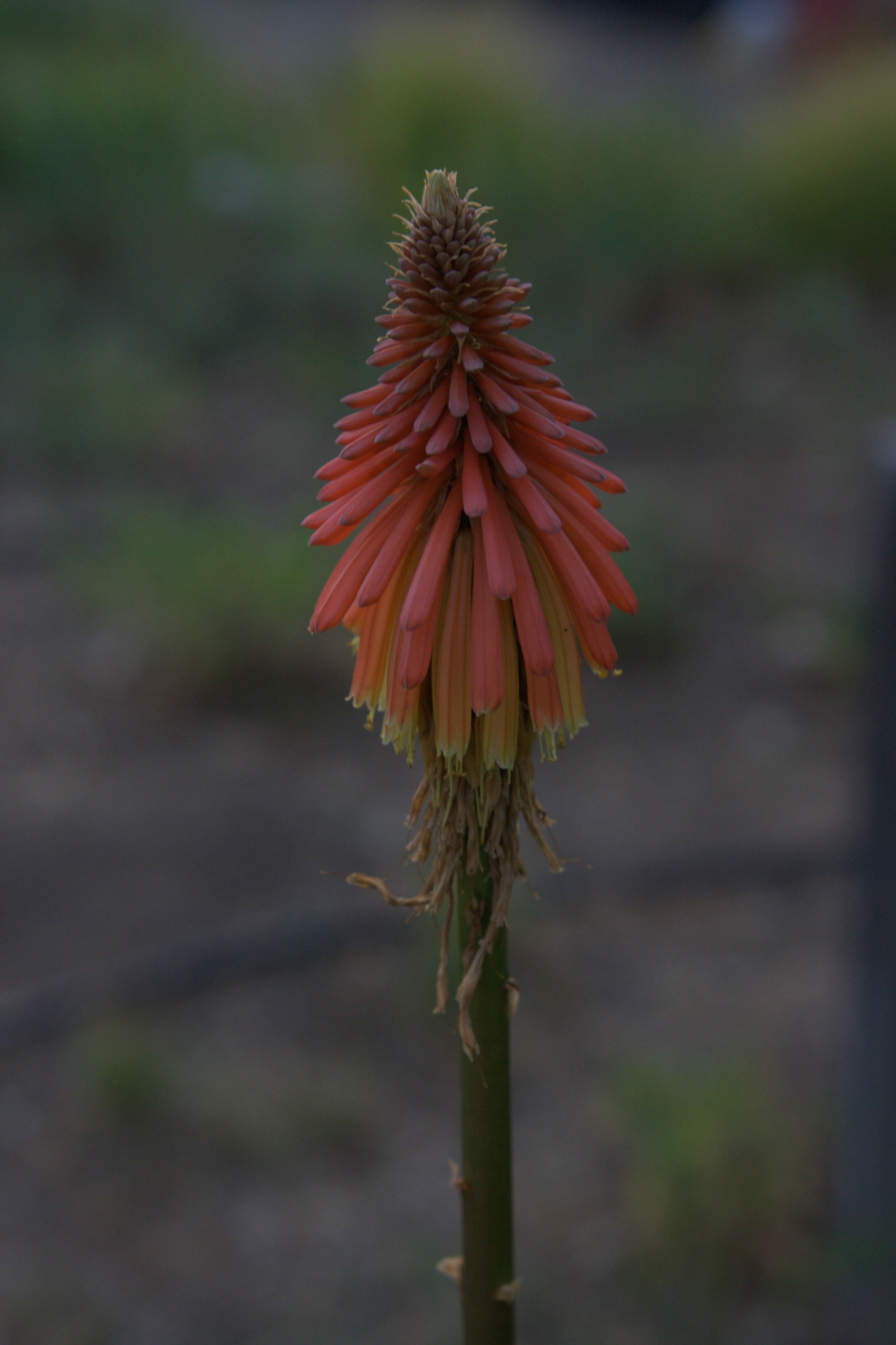 Refresh Red Hot Pokers Ten Thousand Wildflowers