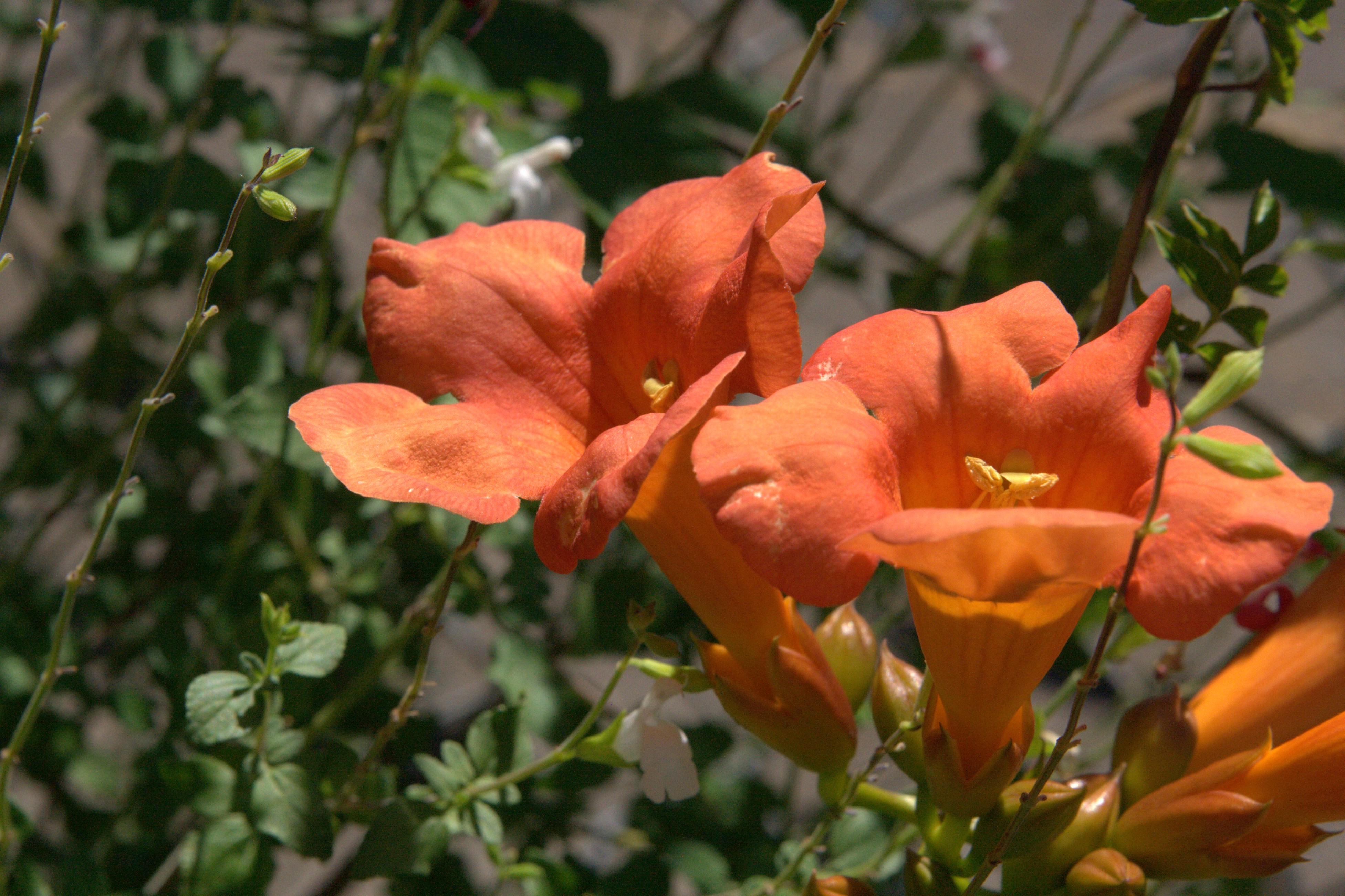 Trumpet Vine Ten Thousand Wildflowers