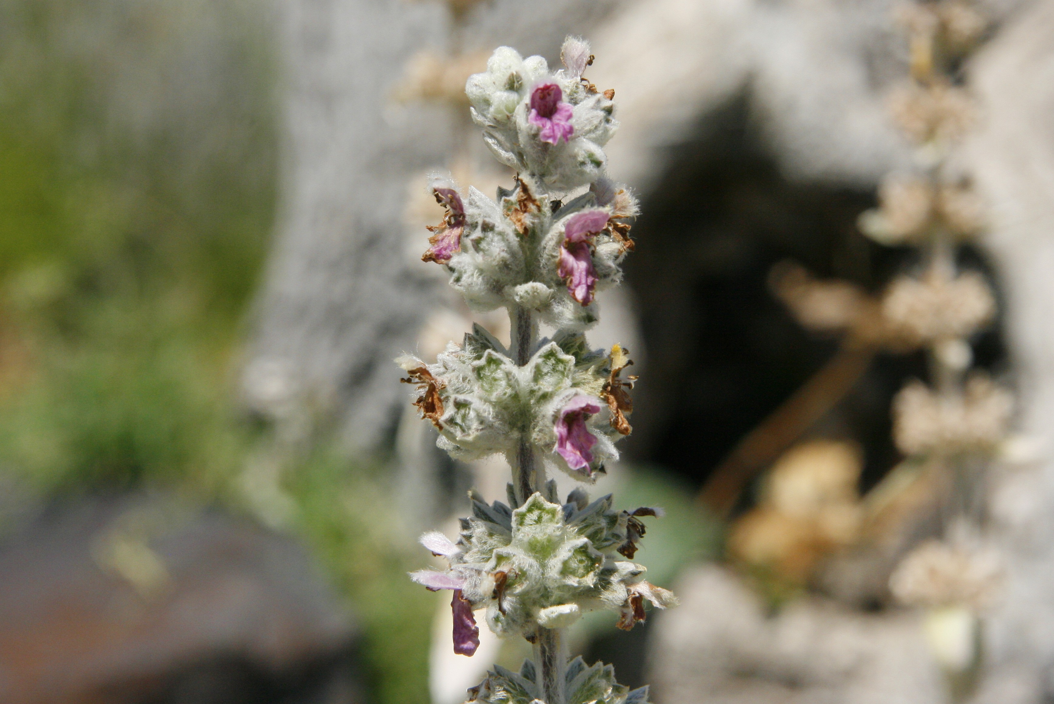 Lamb’s Ear Ten Thousand Wildflowers
