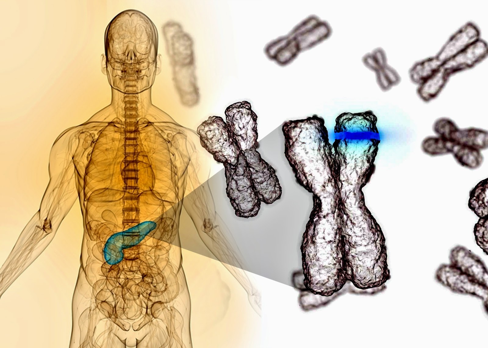Envejecimiento celular Descubre la teoría detrás del proceso ★ Teoría