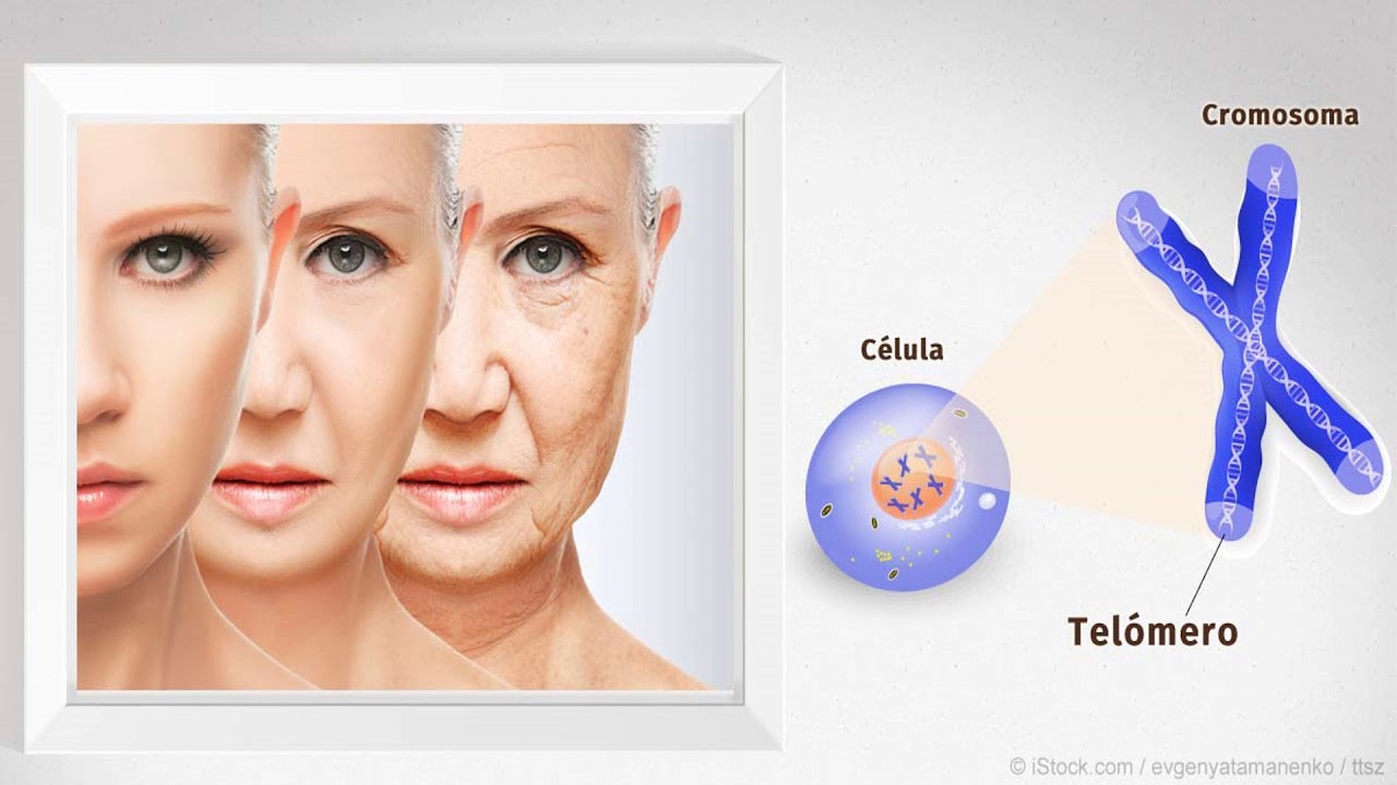 Envejecimiento celular Descubre la teoría detrás del proceso ★ Teoría