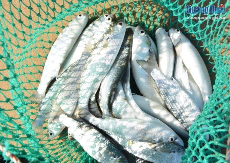 'Soi' bọt biển tìm cá đối