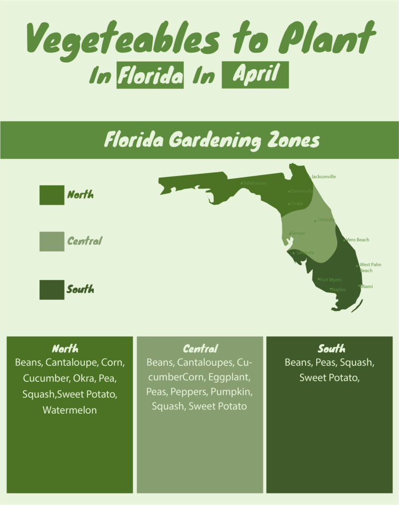 Vegetable Planting Guide What to Grow in April in Florida Zones