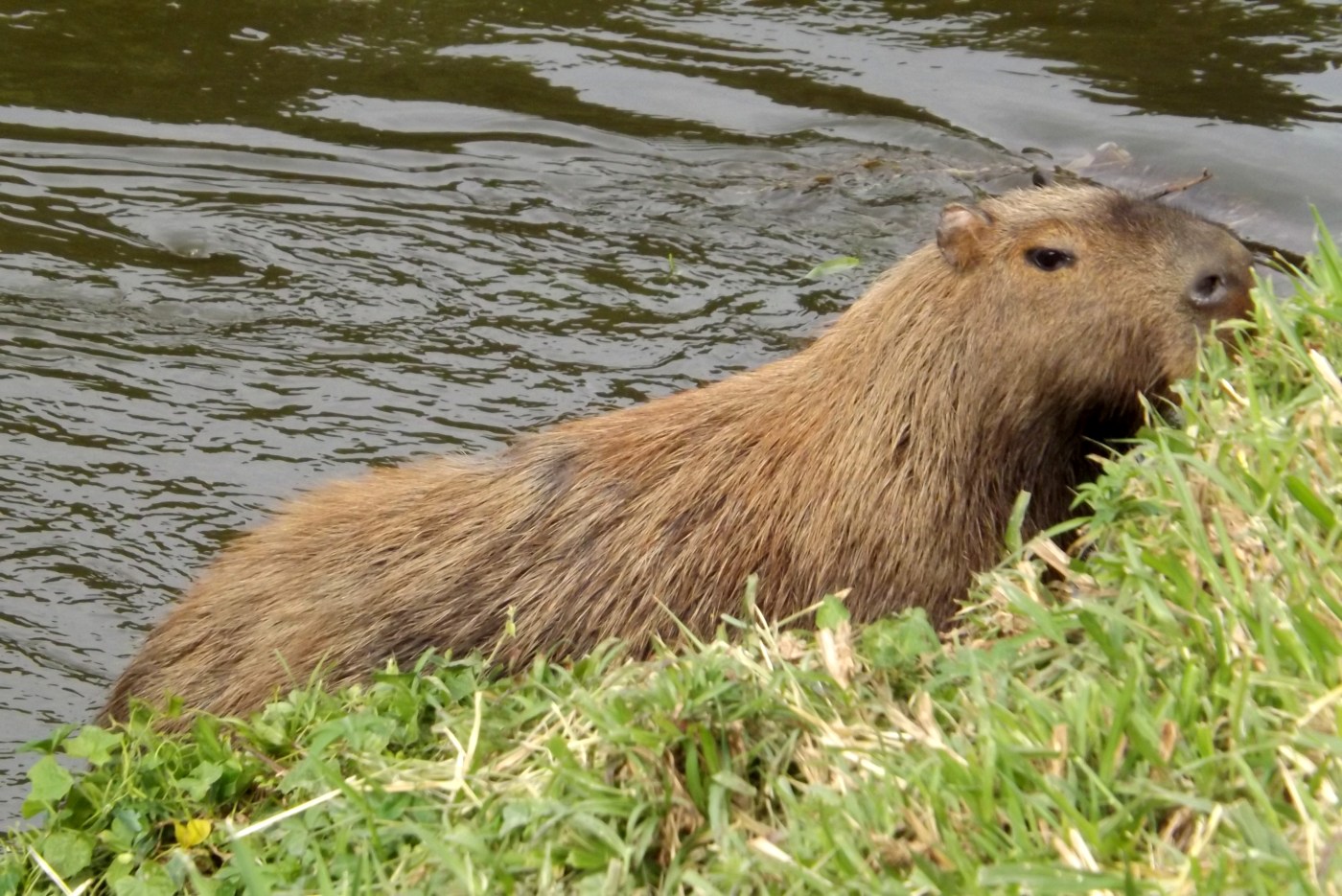 Desajeitada e de cabeça grande, a capivara é considerada o