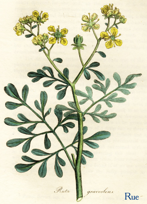 Herbs Spanish To English