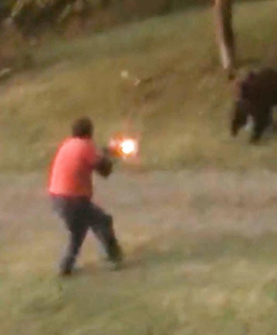 Grizzly bear takes shotgun blast at pointblank range and keeps