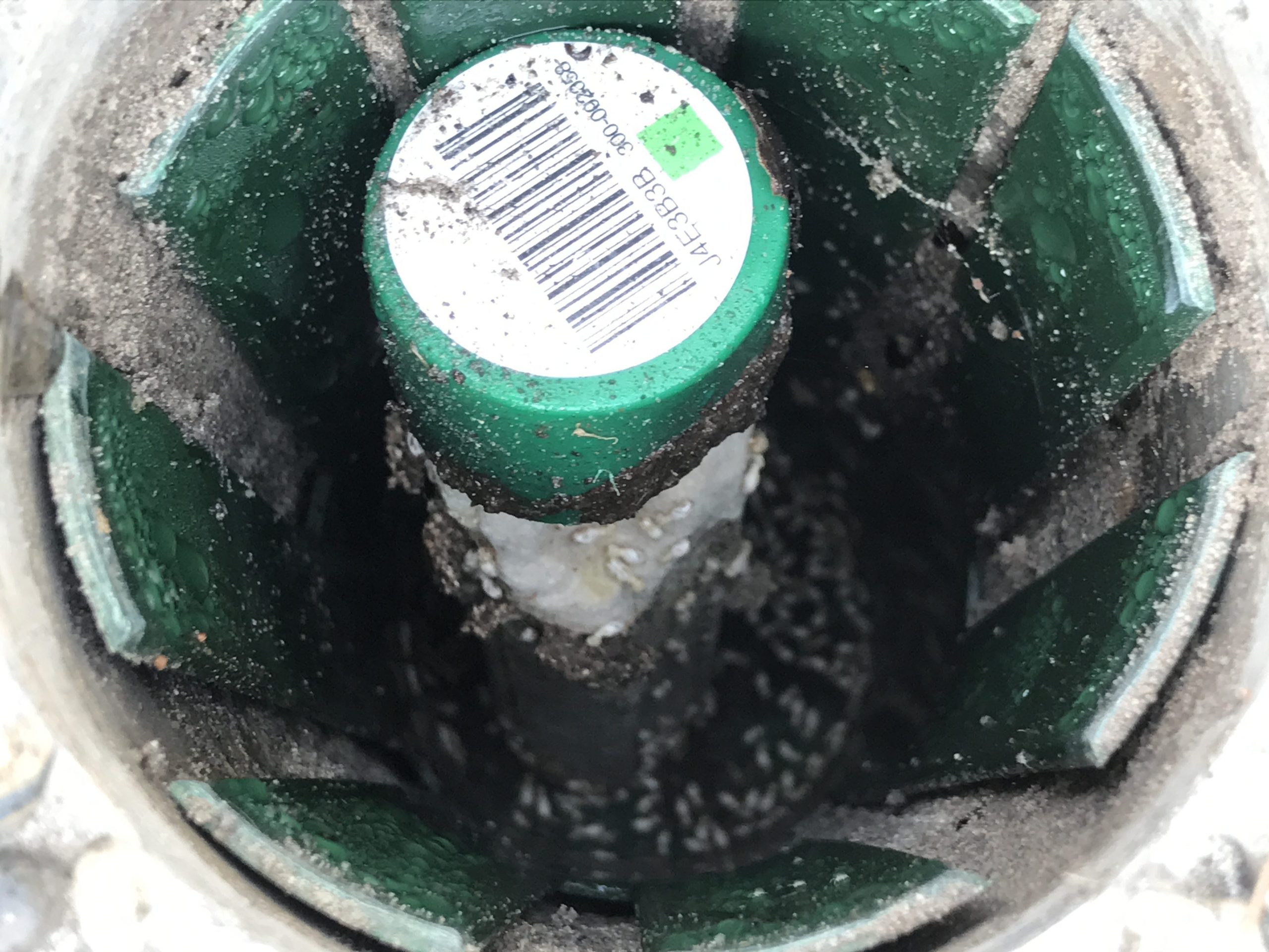Termicure Termite Bait successfully attracting and killing the termite nest