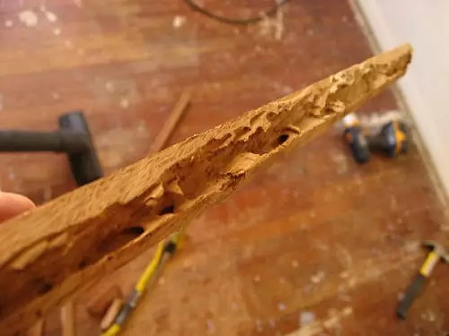 Monitor & Bait System Counter Termite Instincts Termite Bait