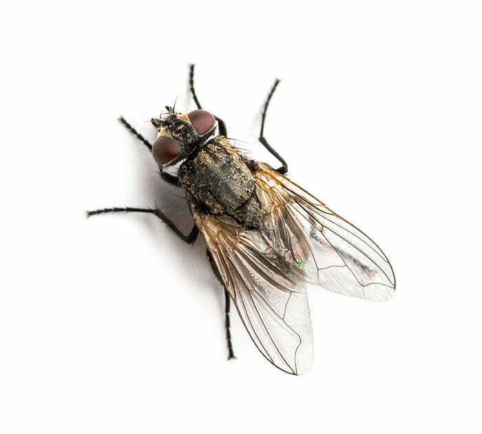 House Fly Control House Fly Identification Terminix Pest Library