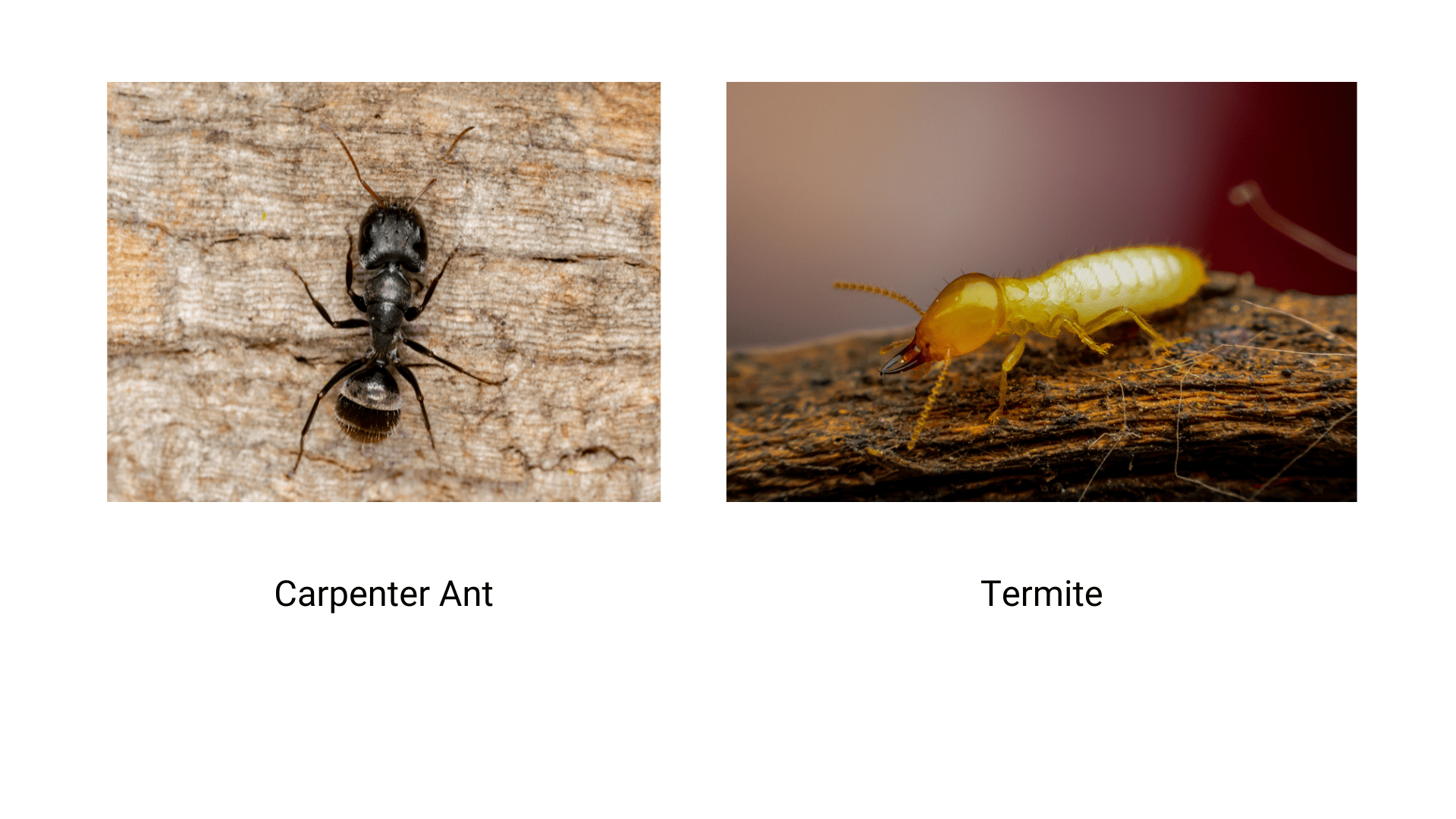 Which Canadian Ant is Invading your Home? Terminix