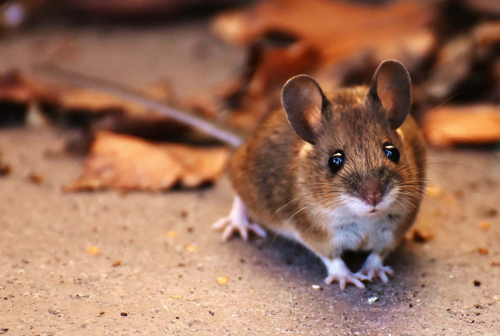 How to Keep Rodents Out of Your Home this Winter Terminix