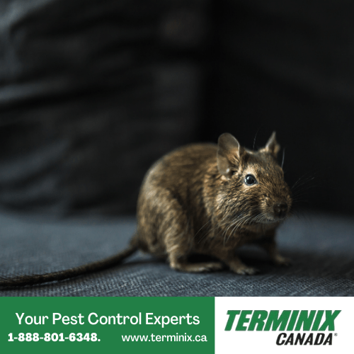 Best pest control Ottawa Exterminator near me Terminix pest control