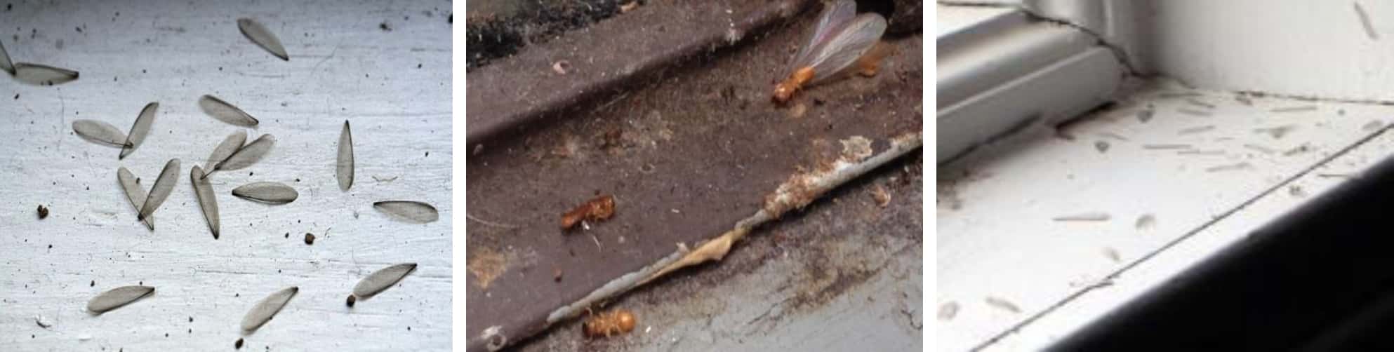 Termite Signs Termite Catchers