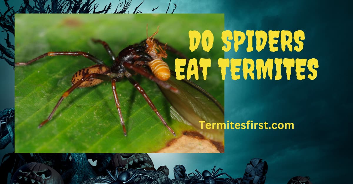 Termites First