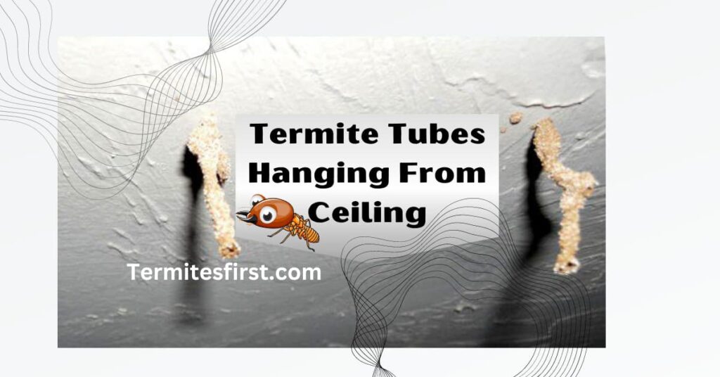 Oh! Are there Termite Tubes Hanging from Ceiling? Termites First