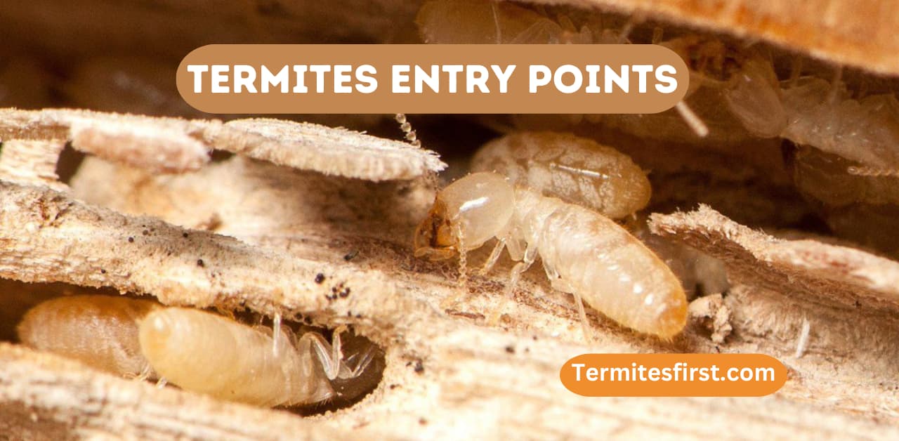How Do Termites Get Into Your House? Complete Guide Termites First