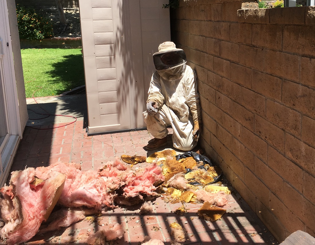 Termite Control All County Pest Control