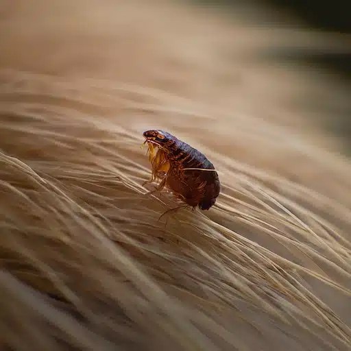 Fleas Pets and Tulsa Pest Control TermMax