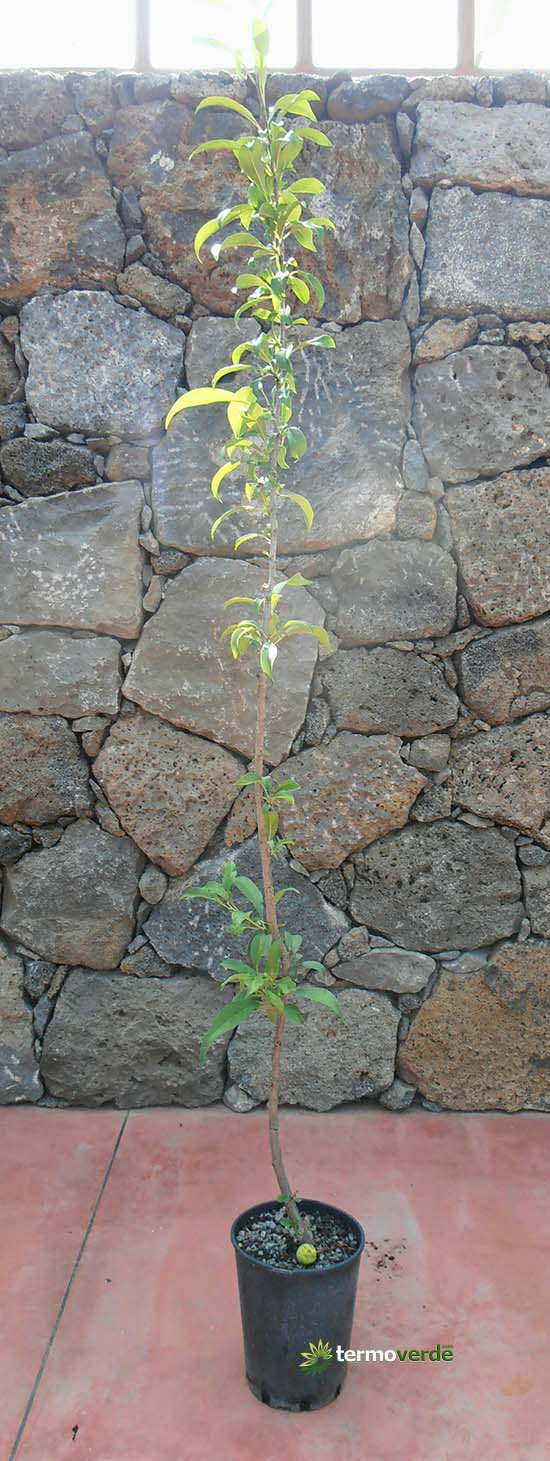 Pistachio trees for sale by Vivai Russo Termoverde