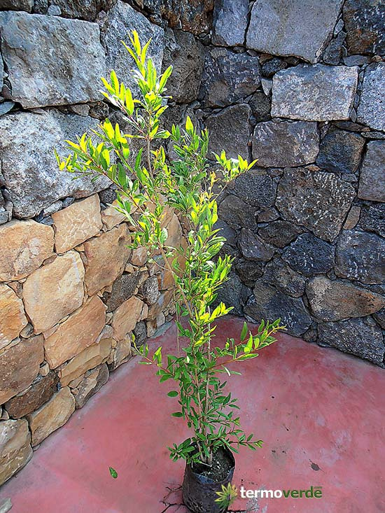 Pomegranate trees for sale by Vivai Russo Termoverde