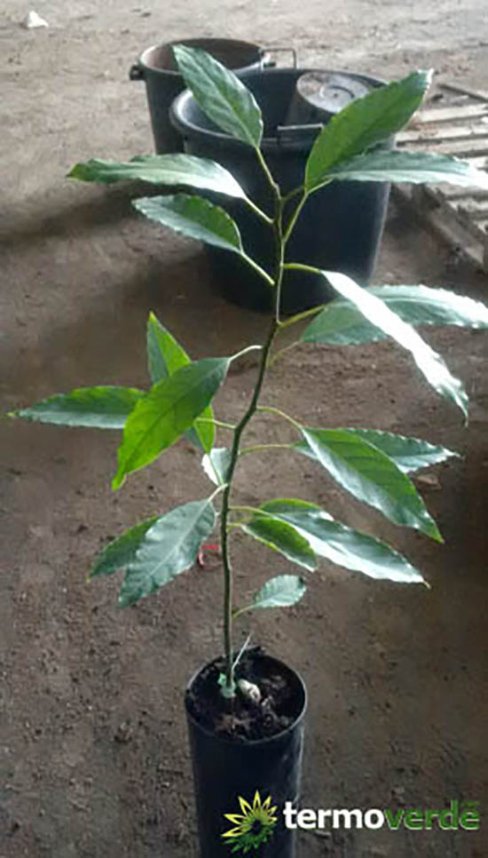 Avocado trees for sale by Vivai Russo Termoverde