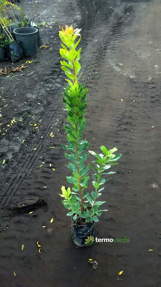 Arbutus trees for sale by Vivai Russo Termoverde