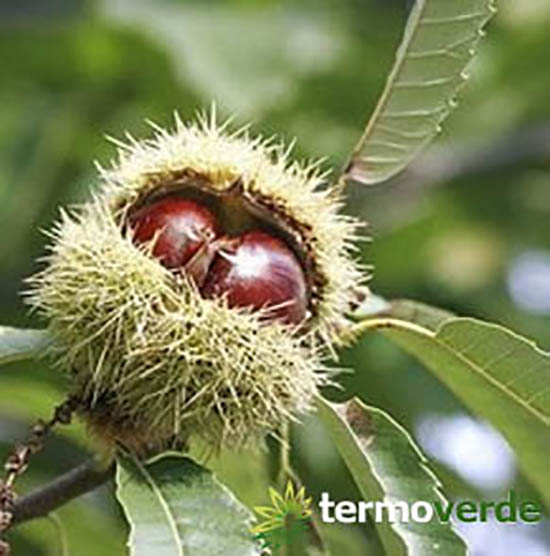 Chestnut trees for sale by Vivai Russo Termoverde