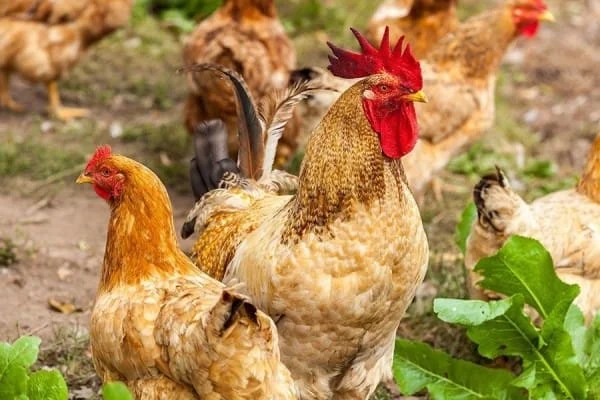 √ cara merawat ayam aduan sebelum turun arena