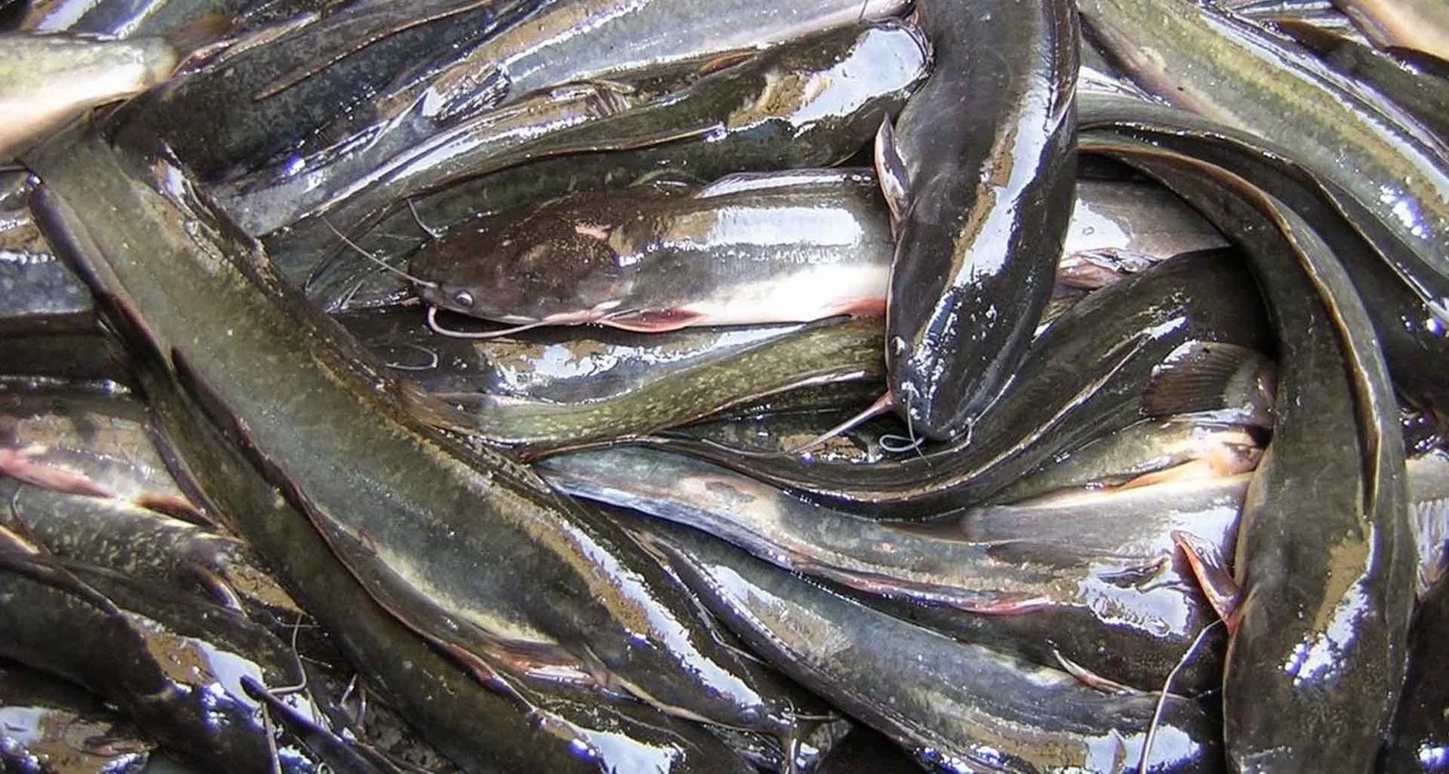 √ Berikut 10 Jenis Makanan Ikan Lele!